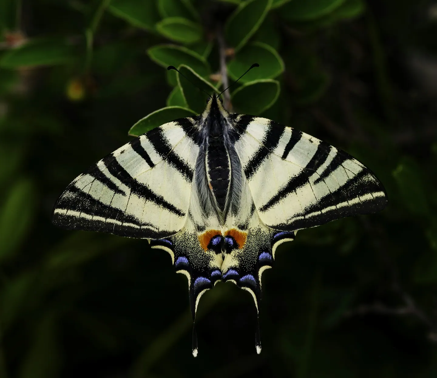 Borboleta pousada em folhas verdes