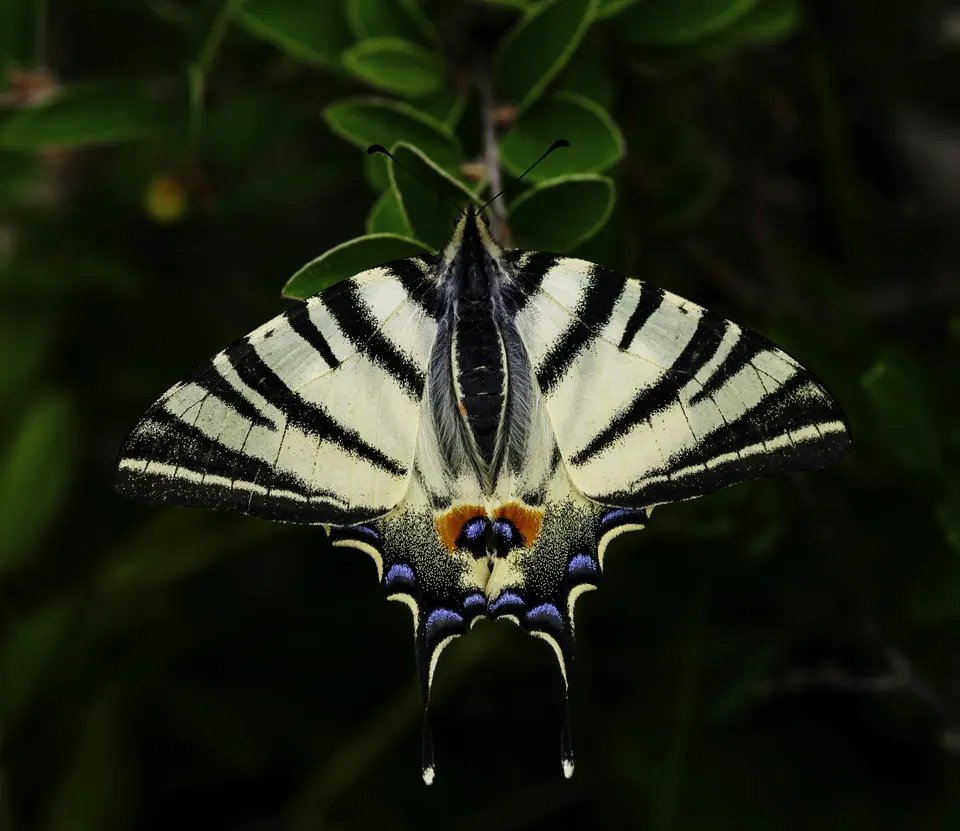 Borboleta pousada em folhas verdes
