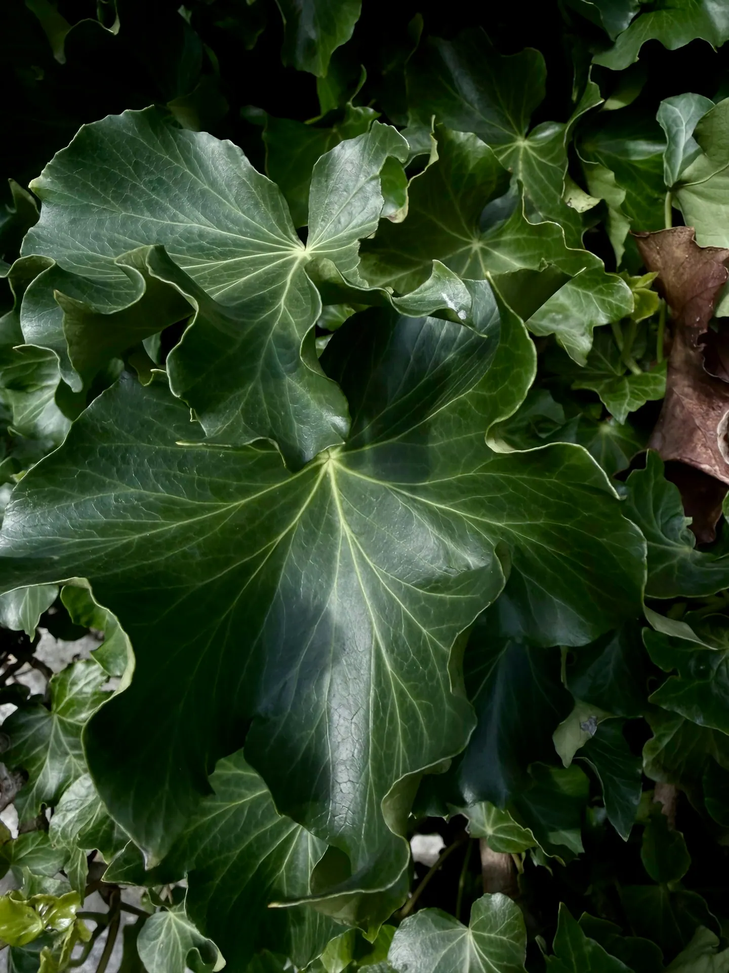 Folhas de hera verdes em close